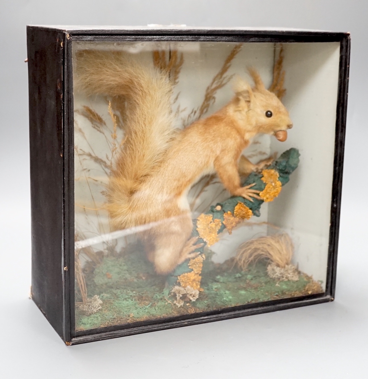 A taxidermy perched red squirrel in glazed wooden case - 31 x 33cm